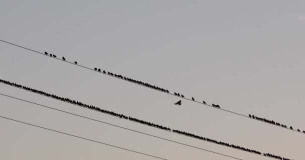 Morden Starlings Aiguamolls Emporda Nature Park Spanien Uhd — Stockvideo