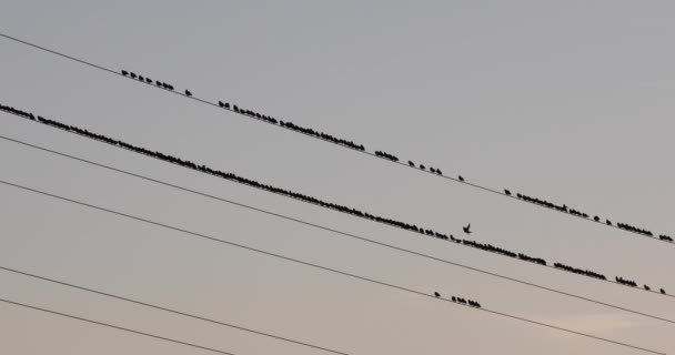 Morden Starlings Aiguamolls Emporda Nature Park Spanien Uhd — Stockvideo