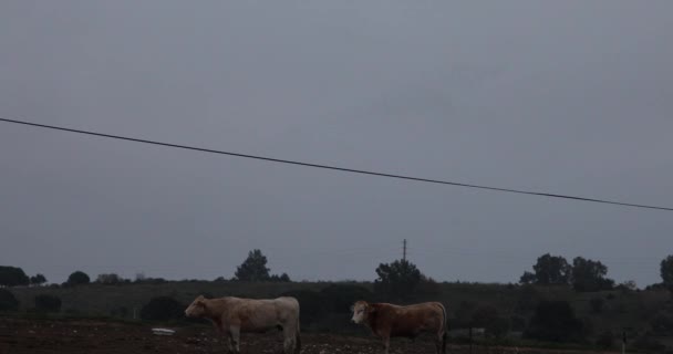 Starlings Murmuration Cows Aiguamolls Emporda Nature Park Spain Uhd — Stock Video