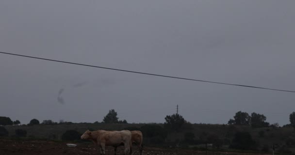 Starlings Murmuration Cows Aiguamolls Emporda Nature Park Spain Uhd — Stock Video