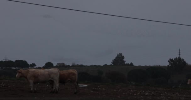 Murmuración Estorninos Vacas Parque Natural Aiguamolls Emporda España Uhd — Vídeos de Stock