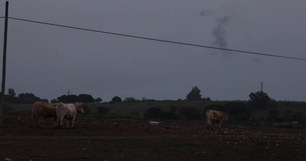Murmuración Estorninos Vacas Parque Natural Aiguamolls Emporda España Uhd — Vídeo de stock