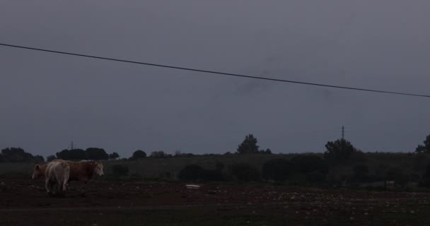 Starlings Murmuration Cows Aiguamolls Emporda Nature Park Spain Uhd — Stock Video