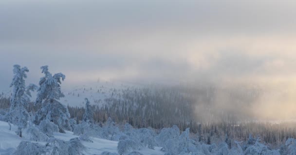 Krajobraz Zimowy Parku Narodowym Pallas Yllastunturi Laponia Finlandia — Wideo stockowe