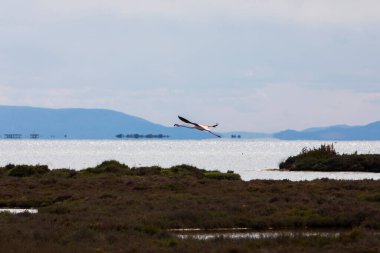 Delta de l 'Ebre Doğa Parkı, Tarragona, Kuzey İspanya' da flamingolar