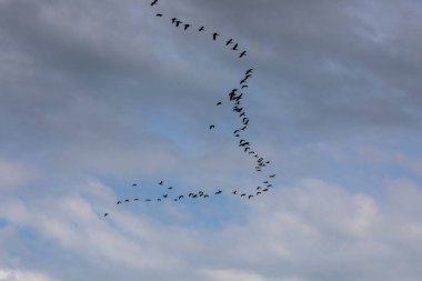 Delta de l 'Ebre Doğa Parkı, Tarragona, Kuzey İspanya' da flamingolar