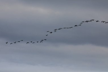 Delta de l 'Ebre Doğa Parkı, Tarragona, Kuzey İspanya' da flamingolar
