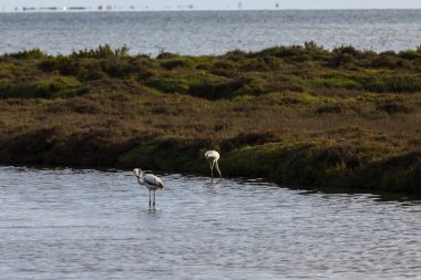 Delta de l 'Ebre Doğa Parkı, Tarragona, Kuzey İspanya' da flamingolar