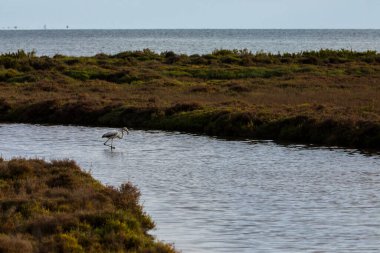 Delta de l 'Ebre Doğa Parkı, Tarragona, Kuzey İspanya' da flamingolar