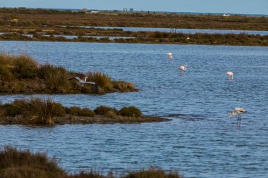Delta de l 'Ebre Doğa Parkı, Tarragona, Kuzey İspanya' da flamingolar