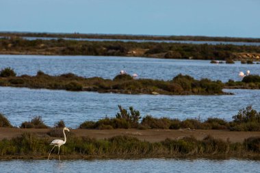 Delta de l 'Ebre Doğa Parkı, Tarragona, Kuzey İspanya' da flamingolar