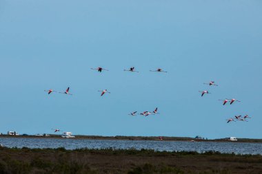 Delta de l 'Ebre Doğa Parkı, Tarragona, Kuzey İspanya' da flamingolar