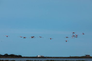 Delta de l 'Ebre Doğa Parkı, Tarragona, Kuzey İspanya' da flamingolar