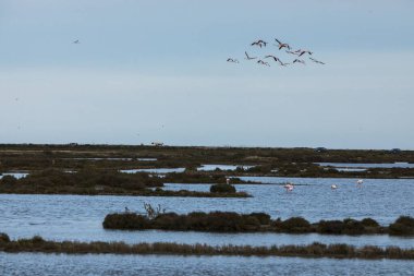 Delta de l 'Ebre Doğa Parkı, Tarragona, Kuzey İspanya' da flamingolar