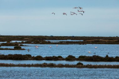 Delta de l 'Ebre Doğa Parkı, Tarragona, Kuzey İspanya' da flamingolar