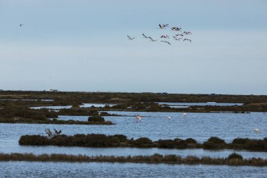 Delta de l 'Ebre Doğa Parkı, Tarragona, Kuzey İspanya' da flamingolar