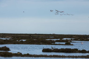 Delta de l 'Ebre Doğa Parkı, Tarragona, Kuzey İspanya' da flamingolar