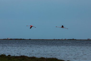 Delta de l 'Ebre Doğa Parkı, Tarragona, Kuzey İspanya' da flamingolar