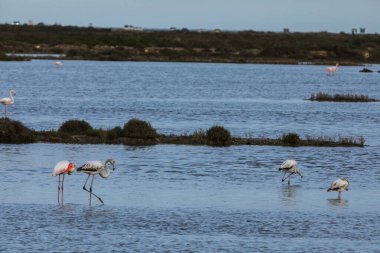 Delta de l 'Ebre Doğa Parkı, Tarragona, Kuzey İspanya' da flamingolar