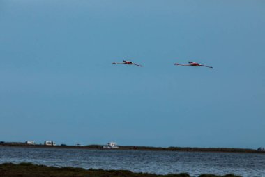 Delta de l 'Ebre Doğa Parkı, Tarragona, Kuzey İspanya' da flamingolar