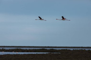Delta de l 'Ebre Doğa Parkı, Tarragona, Kuzey İspanya' da flamingolar