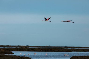 Delta de l 'Ebre Doğa Parkı, Tarragona, Kuzey İspanya' da flamingolar
