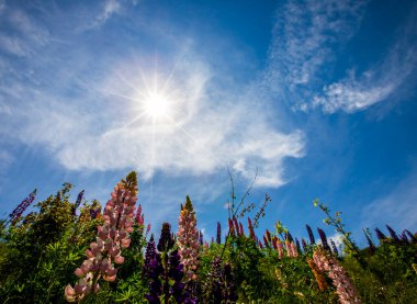 Capcir dağlarında yaz manzarası ve çiçekler, Pireneler, İspanya.