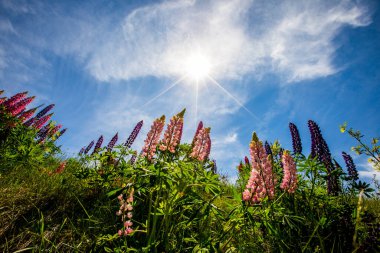 Capcir dağlarında yaz manzarası ve çiçekler, Pireneler, İspanya.
