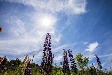 Capcir dağlarında yaz manzarası ve çiçekler, Pireneler, İspanya.