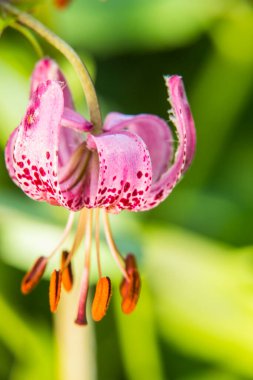 Eyne, Cerdagne, Pyrenees, Fransa 'da Lilium margon çiçeği.