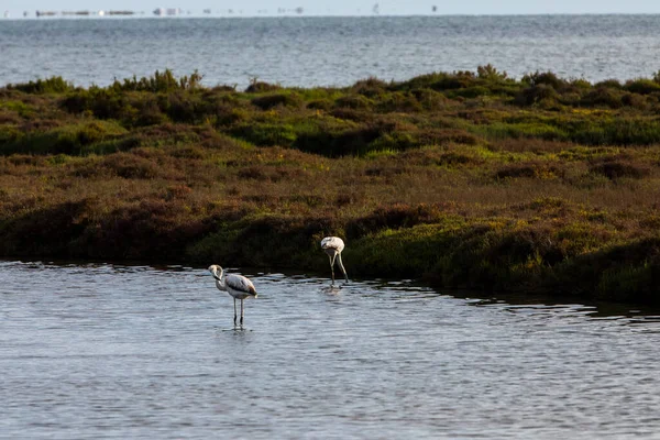 Delta de l 'Ebre Doğa Parkı, Tarragona, Kuzey İspanya' da flamingolar