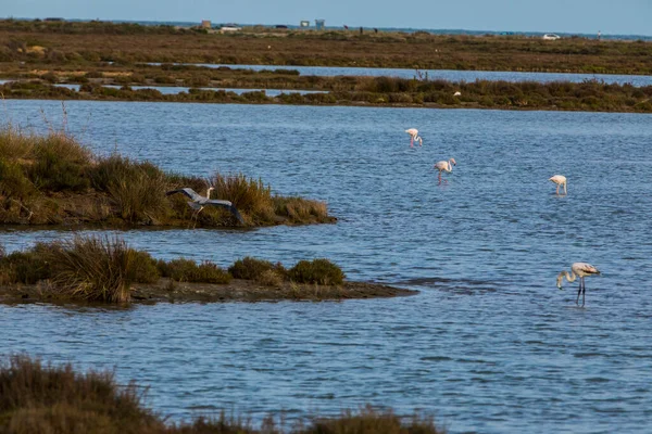Delta de l 'Ebre Doğa Parkı, Tarragona, Kuzey İspanya' da flamingolar