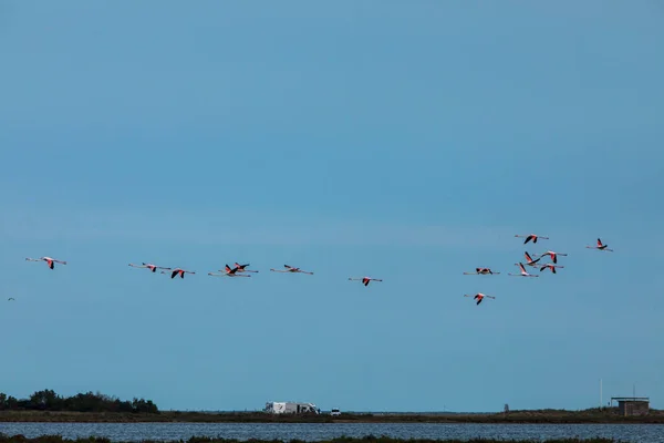 Flamingos Naturpark Delta Ebre Tarragona Nordspanien — Stockfoto