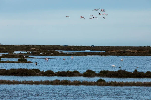 Delta de l 'Ebre Doğa Parkı, Tarragona, Kuzey İspanya' da flamingolar