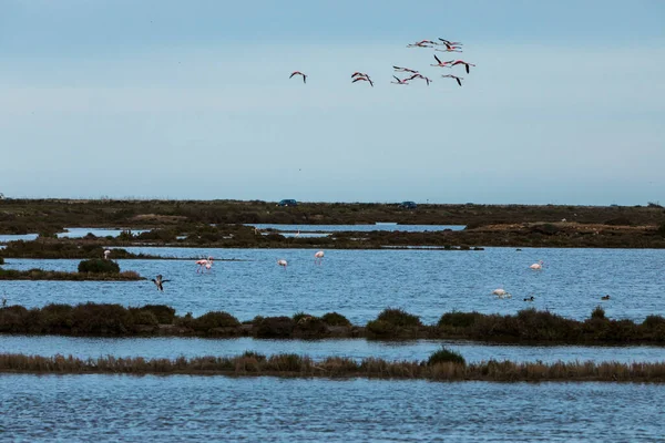 Flamingos Delta Ebre Nature Park Tarragona Severní Španělsko — Stock fotografie