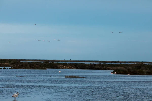 Delta Ebre Doğa Parkı Tarragona Kuzey Spanya Flamingolar — Stok fotoğraf