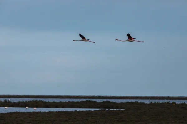 Flamingos Delta Ebre Nature Park Tarragona North Spain — стокове фото