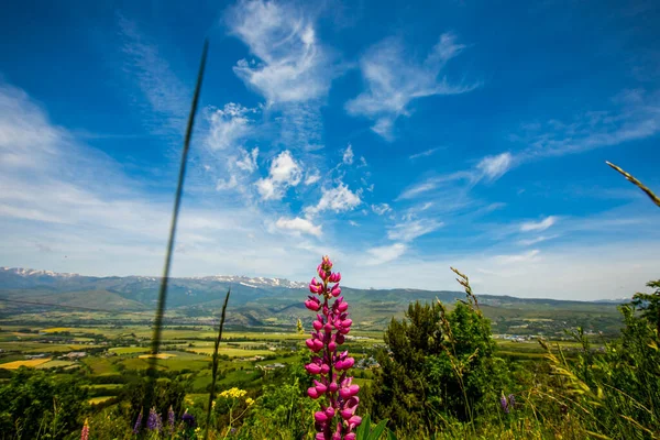 Zomer Landschap Bloemen Capcir Bergen Pyreneeën Spanje — Stockfoto