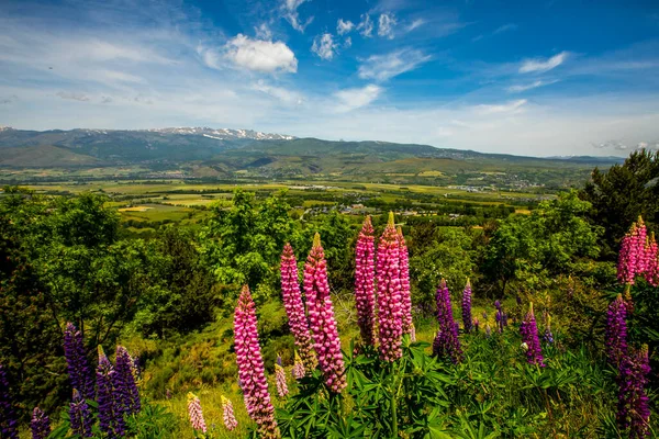 Zomer Landschap Bloemen Capcir Bergen Pyreneeën Spanje — Stockfoto