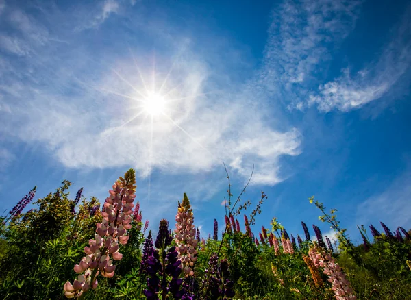 Capcir dağlarında yaz manzarası ve çiçekler, Pireneler, İspanya.