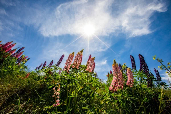 Capcir dağlarında yaz manzarası ve çiçekler, Pireneler, İspanya.