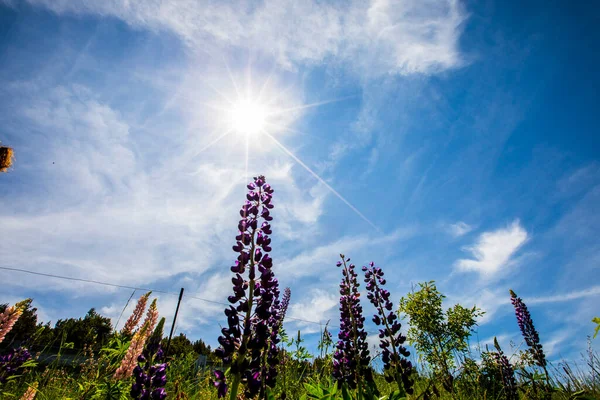 Capcir dağlarında yaz manzarası ve çiçekler, Pireneler, İspanya.