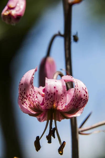 Цветок Lilium Martagon Eyne Cerdagne Пиренеи Франция — стоковое фото