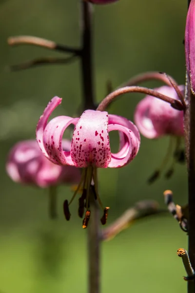 Lilium Martagon Flower Eyne Cerdagne Pirenei Francia — Foto Stock