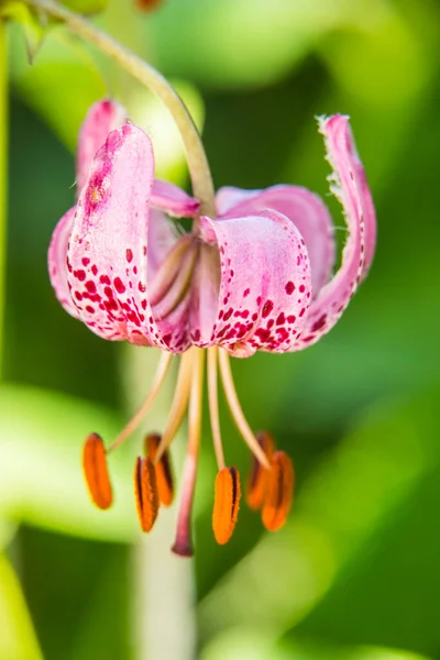 Цветок Lilium Martagon Eyne Cerdagne Пиренеи Франция — стоковое фото