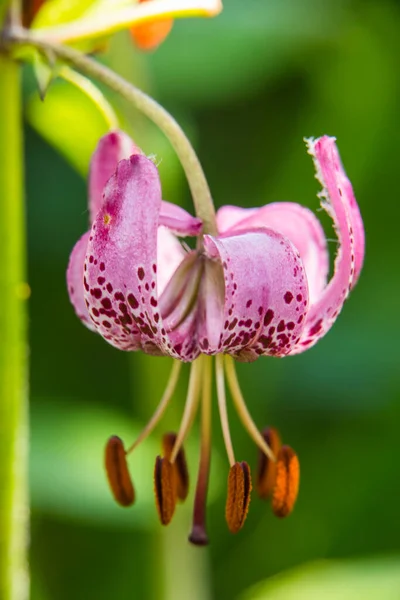 Цветок Lilium Martagon Eyne Cerdagne Пиренеи Франция — стоковое фото