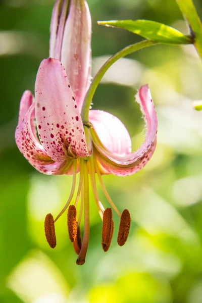 Eyne, Cerdagne, Pyrenees, Fransa 'da Lilium margon çiçeği.