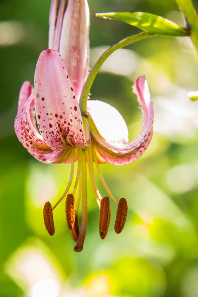 Eyne, Cerdagne, Pyrenees, Fransa 'da Lilium margon çiçeği.