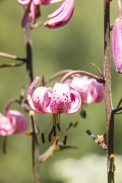 Eyne, Cerdagne, Pyrenees, Fransa 'da Lilium margon çiçeği.
