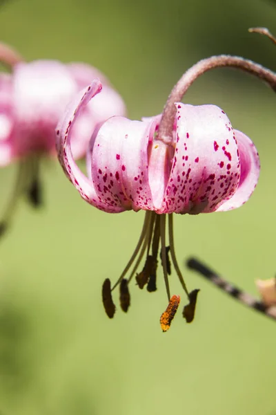 Цветок Lilium Martagon Eyne Cerdagne Пиренеи Франция — стоковое фото